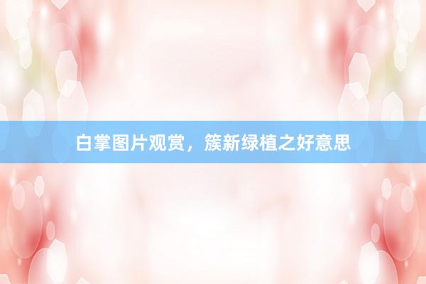 白掌图片观赏，簇新绿植之好意思